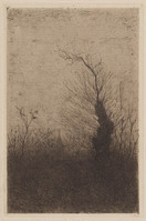 KG 09679
<br/>
Grenseik in hakhout
<br/>
<em>Veth, Jan (1864-1925)</em>